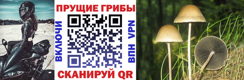 Галлюциногенные грибы прущие грибы  Петровск-Забайкальский 